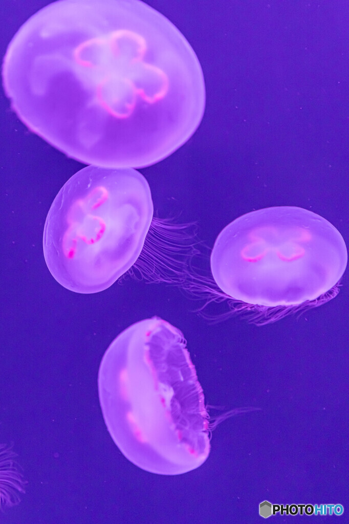水族館１