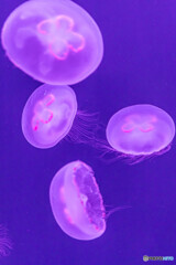 水族館１