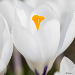 庭の花2025-04