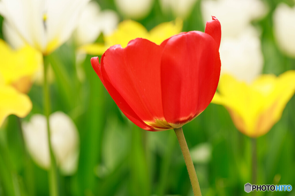 庭の花15