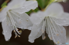 雨上がりのつつじ1