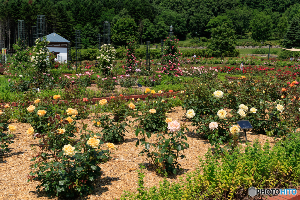 バラ園　１
