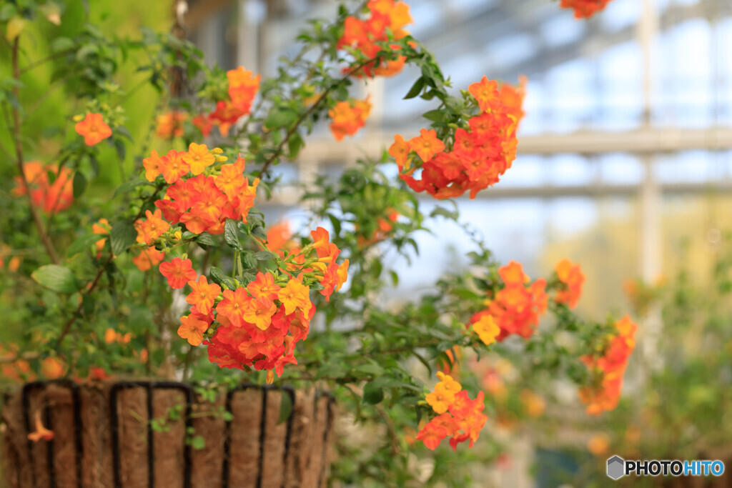 温室の花11