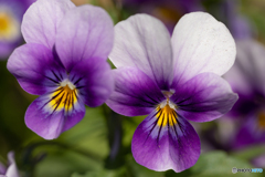 公園の花８