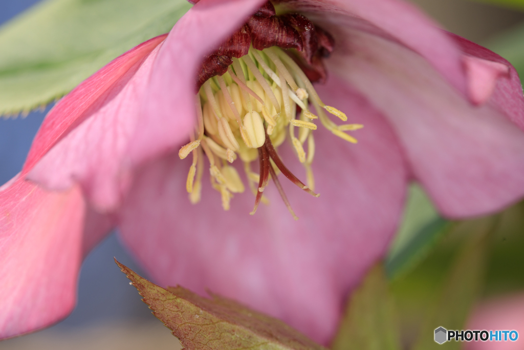 公園の花02