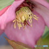 公園の花02