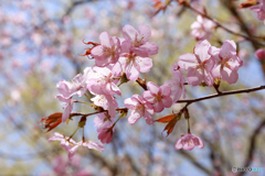 平成最後の桜３