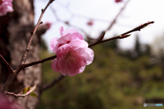 梅