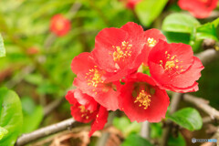 公園の花2025-5