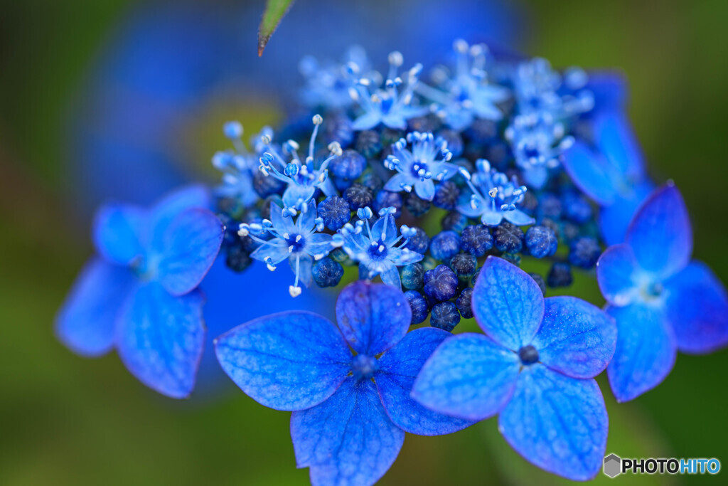 庭の花2024-24
