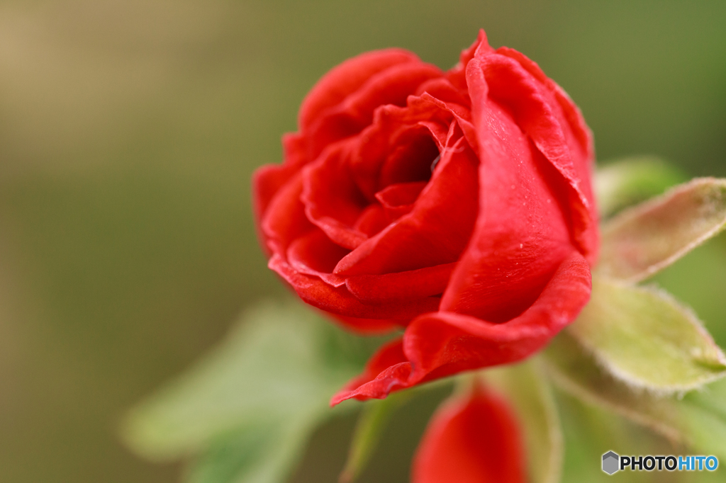 ミニ薔薇