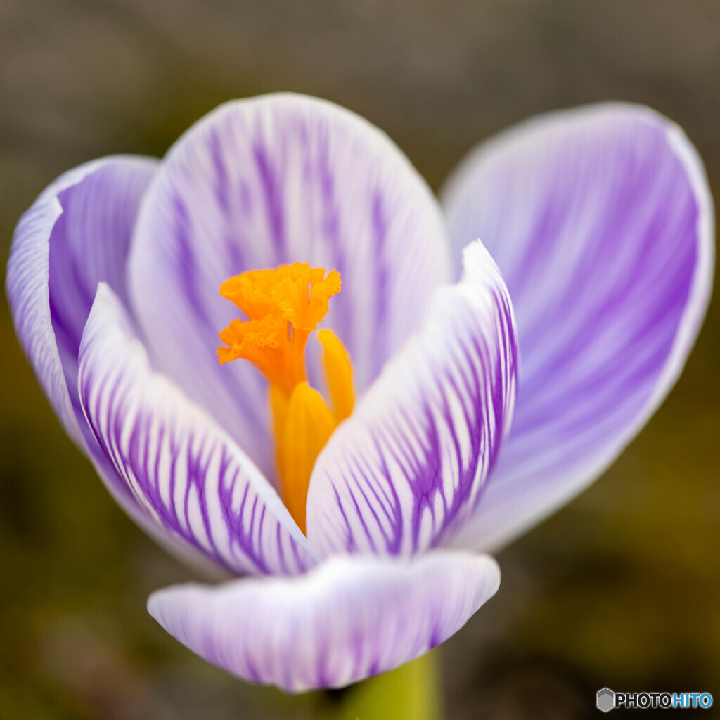 庭の花2025-06