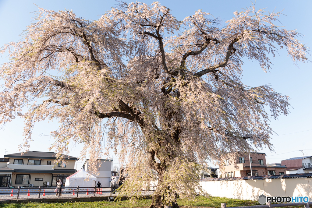 法亀寺の枝垂れ桜