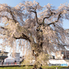 法亀寺の枝垂れ桜