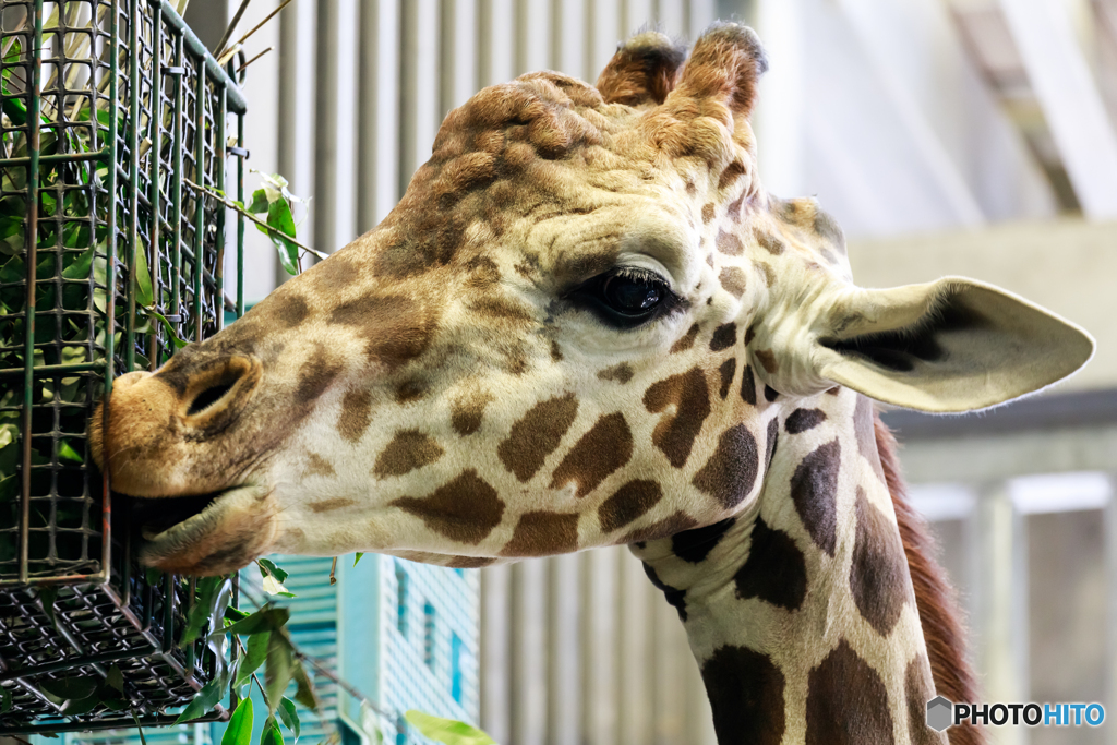 札幌市円山動物園６