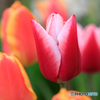 庭の花16