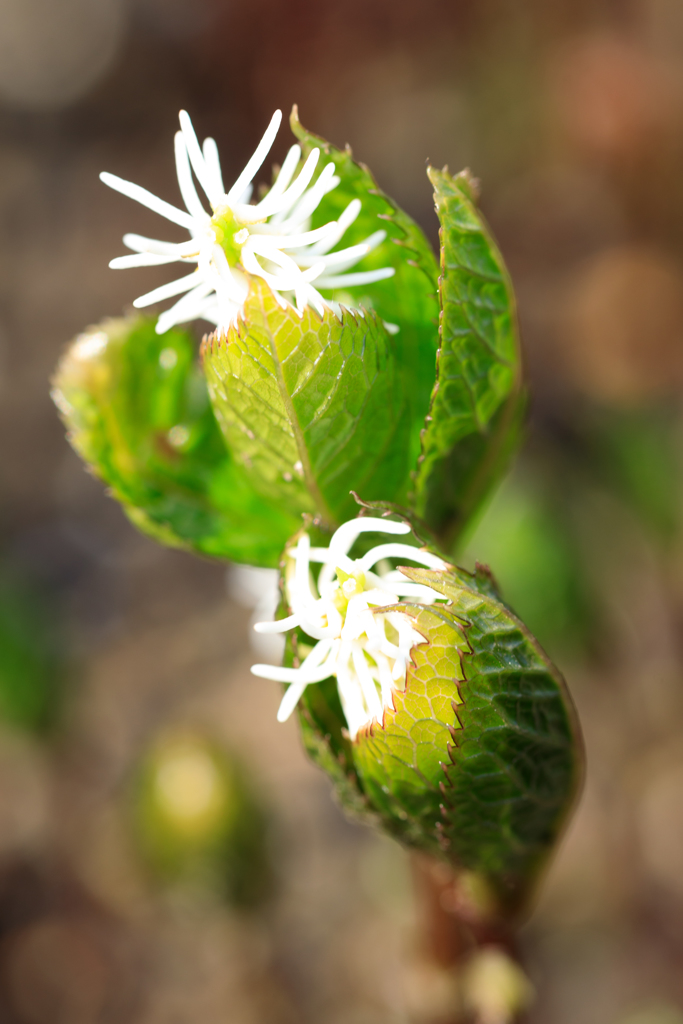 庭の花７