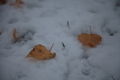 雪に落ち葉