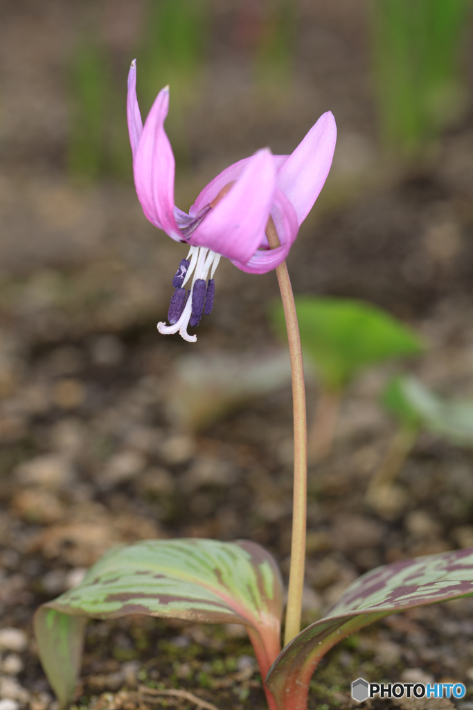 庭の花2023-07
