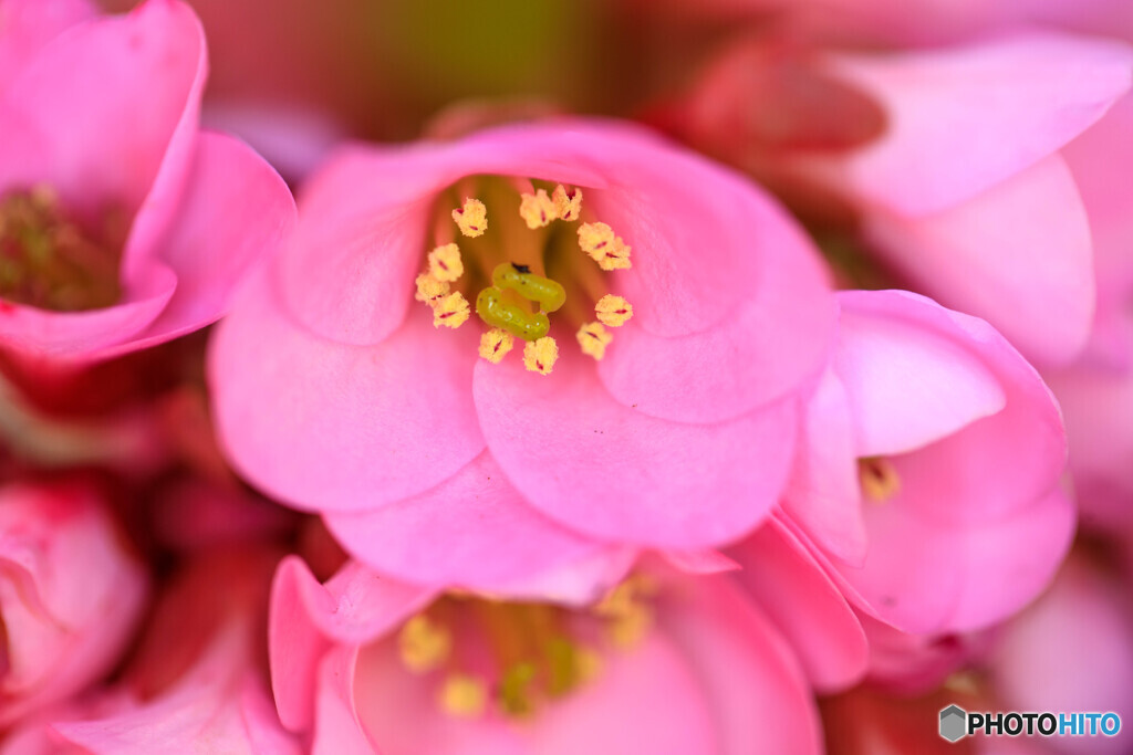 庭の花2025-08