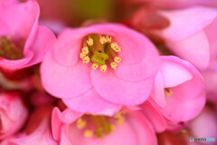庭の花2025-08