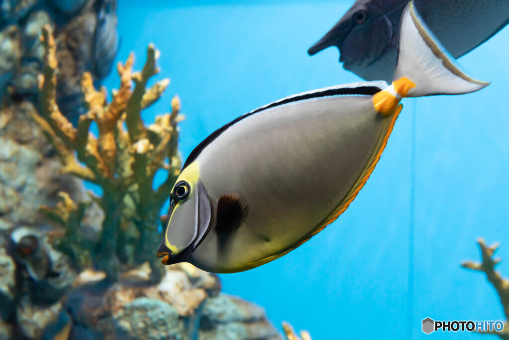 水族館10