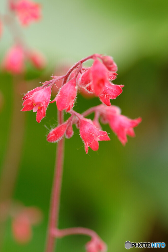 庭の花21