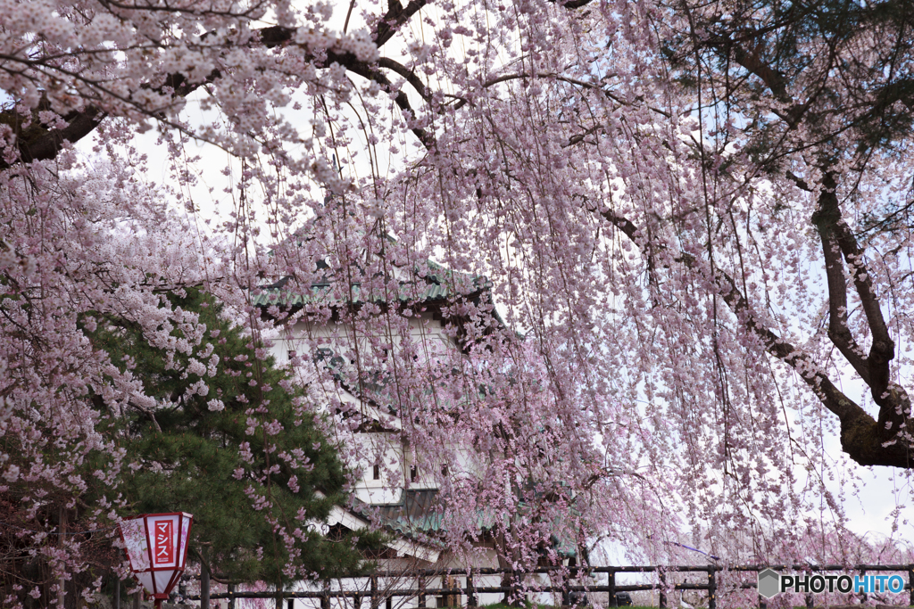 弘前城の桜Ⅰ