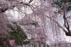 弘前城の桜Ⅰ