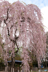 令和の桜２