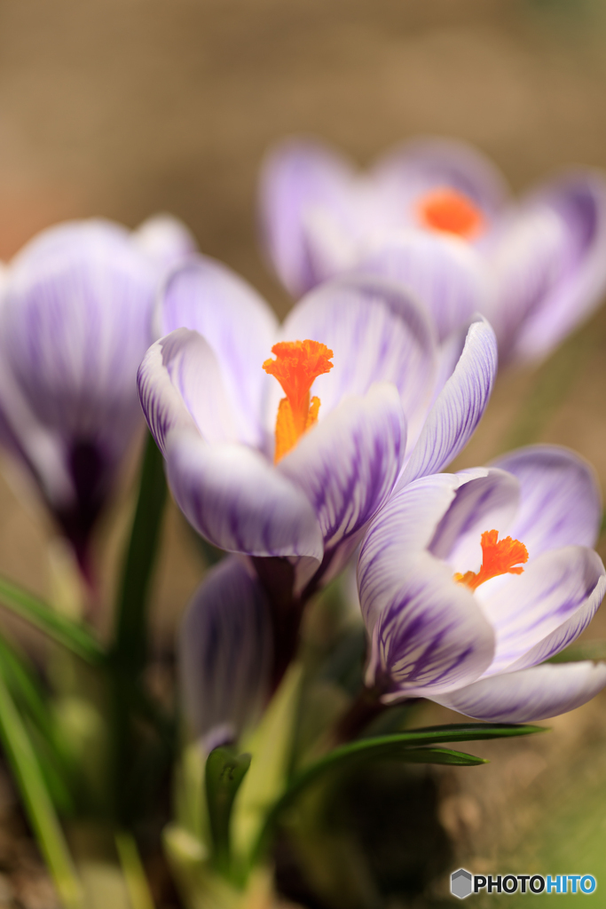 庭の花２