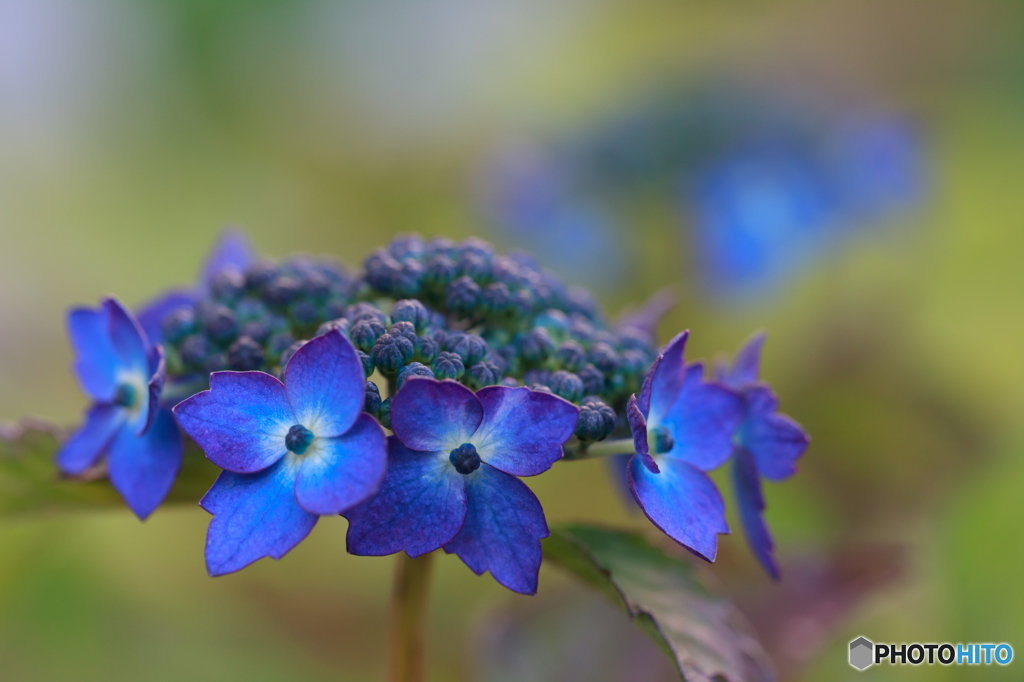 額紫陽花