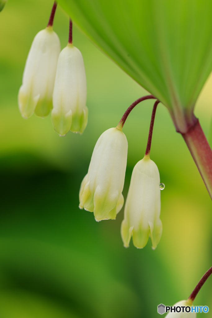 庭の花20