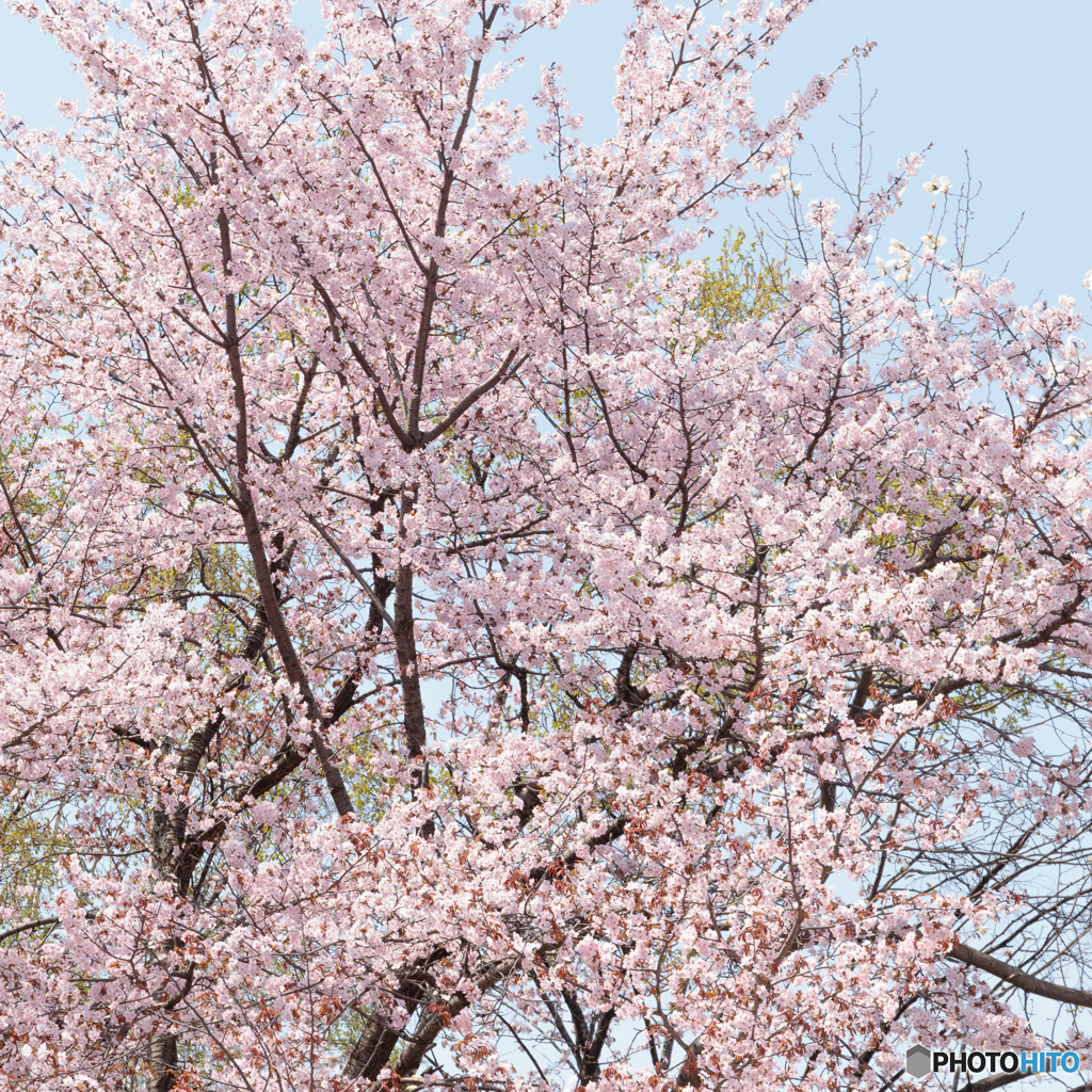 大通公園１