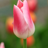 庭の花14