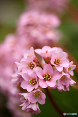 庭の花１