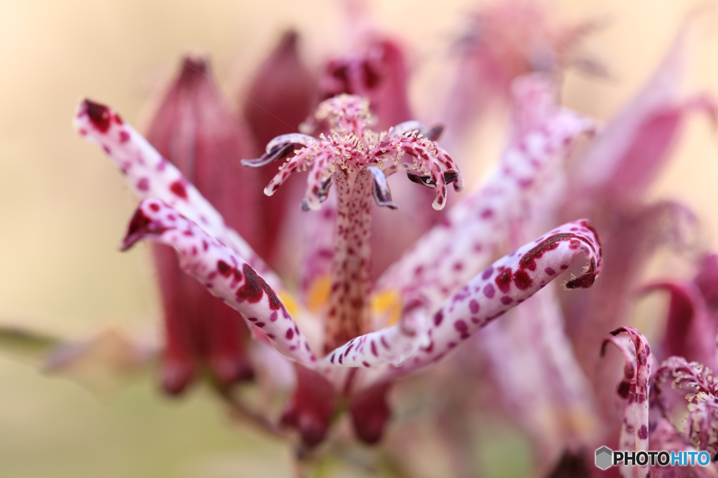 庭の花37