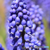 公園の花６