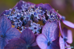 額紫陽花