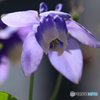公園の花７