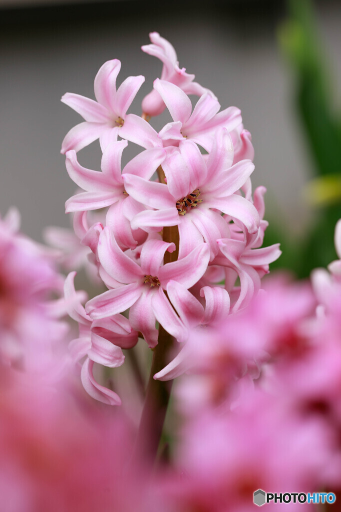 庭の花５