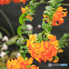 温室の花７