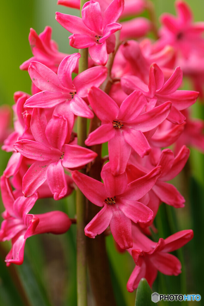 庭の花６