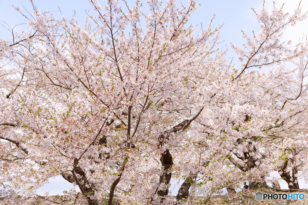 函館五稜郭の桜１