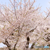 函館五稜郭の桜１