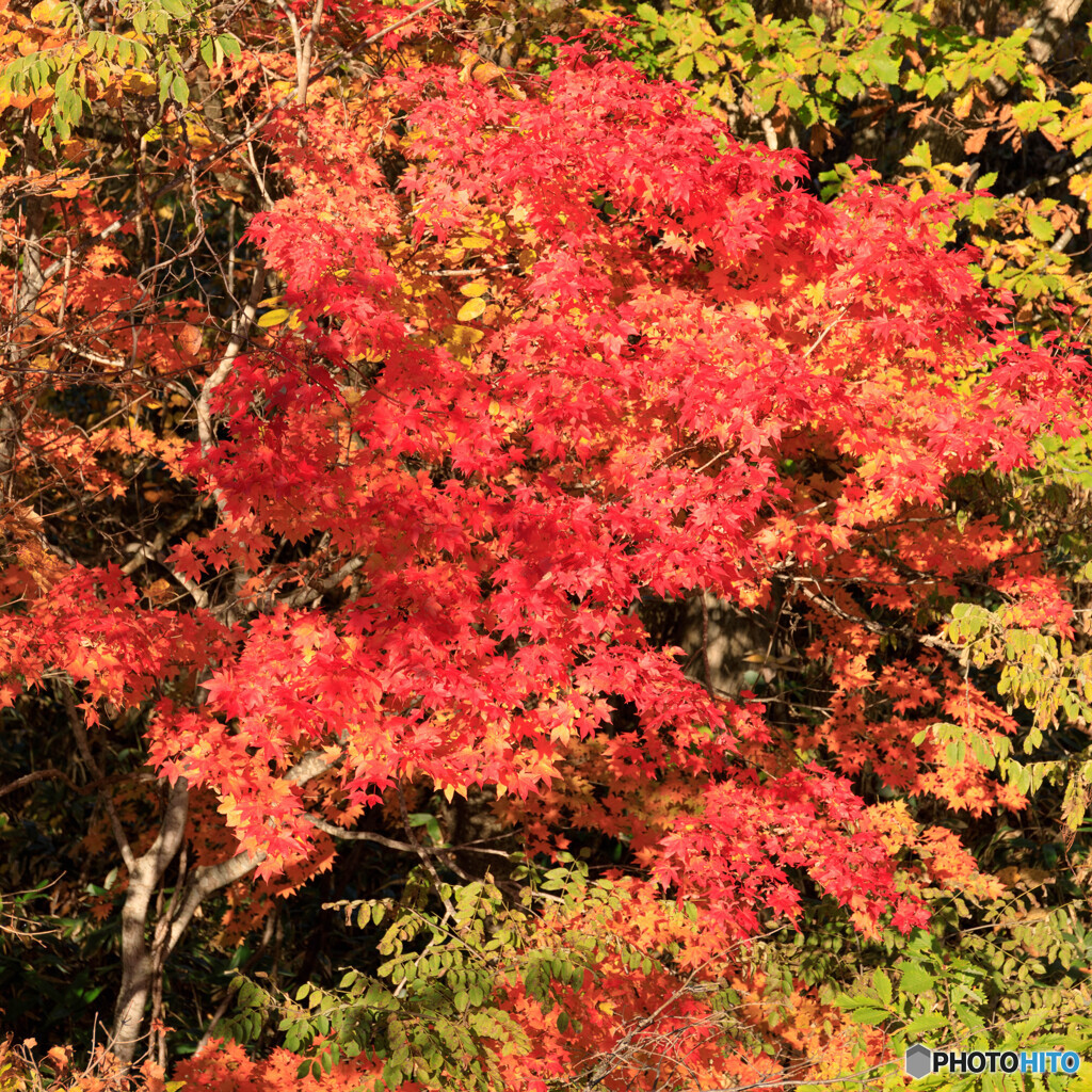 紅葉１