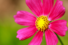公園の花９