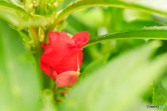 庭の花23