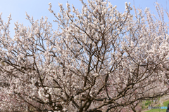 白梅１