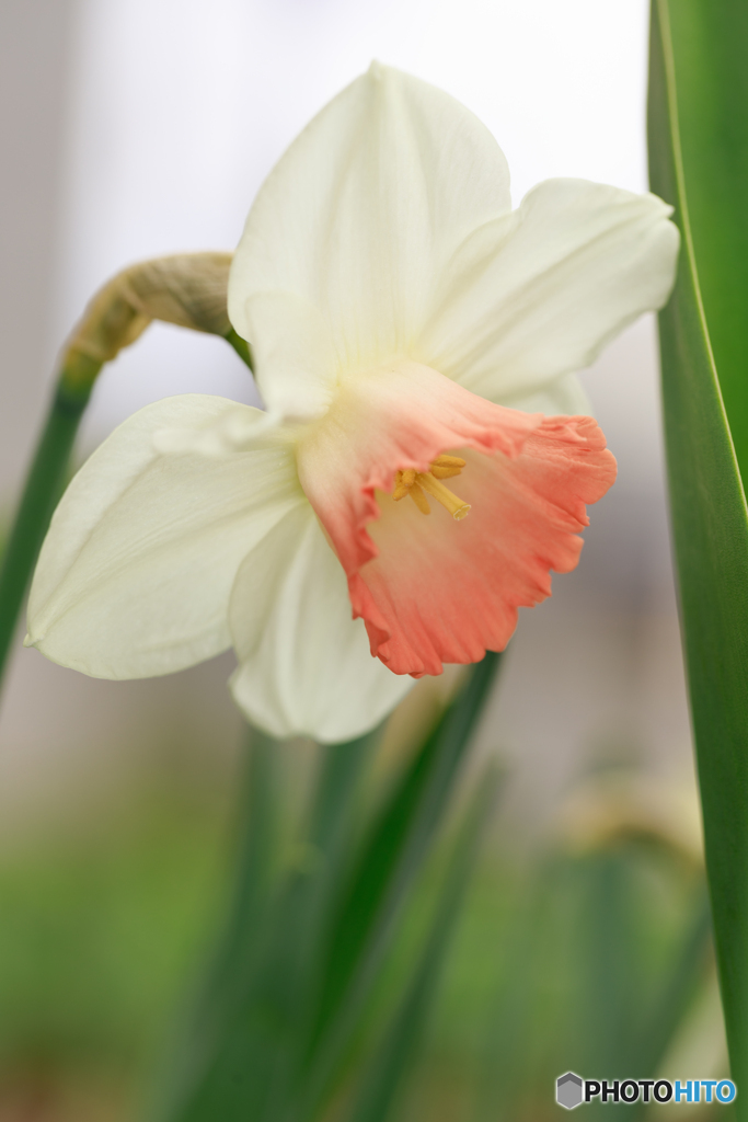庭の花2023-09
